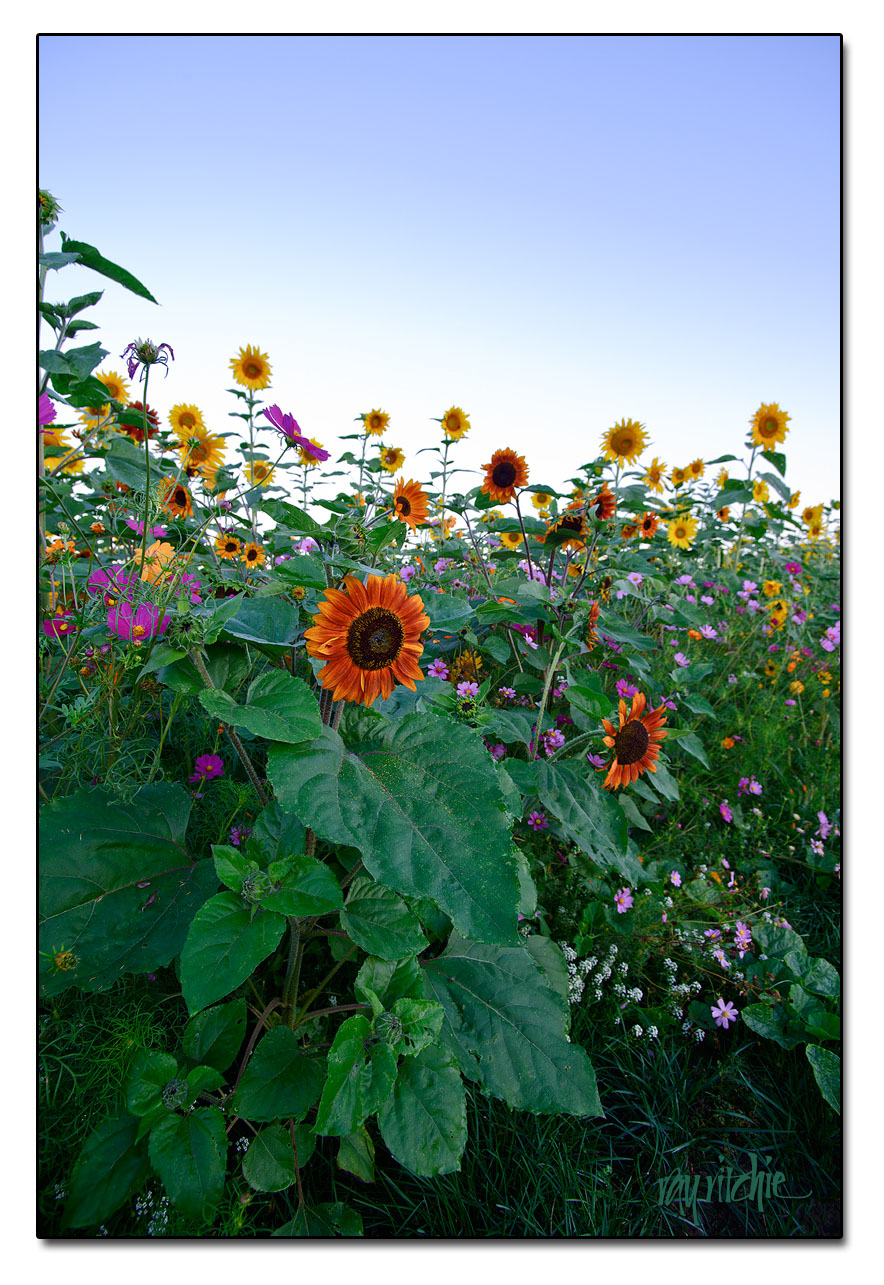 d800_0106_med