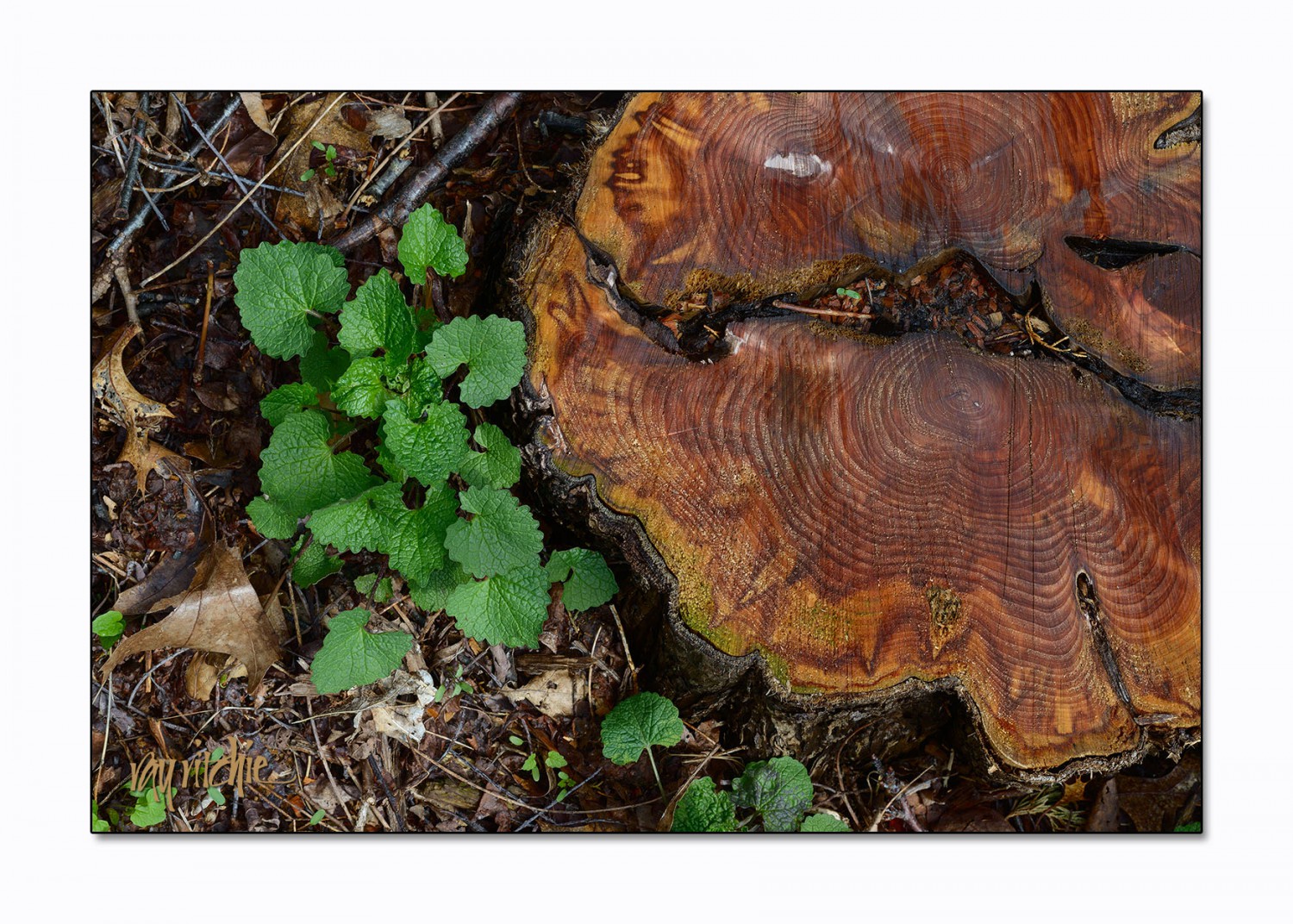 stump_3382_lg